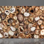 Polished surface featuring fossilized coral cross-sections in earthy browns and creams on a gray background.