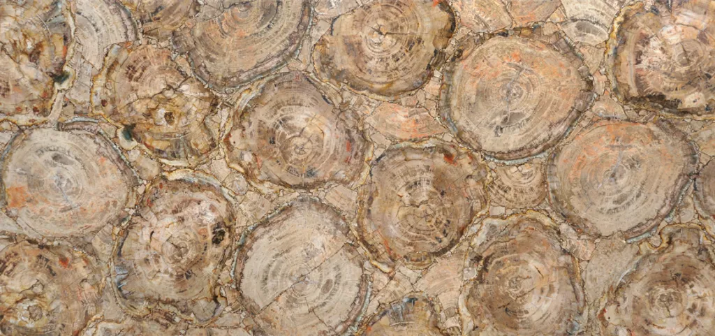 Petrified Wood Ivory