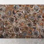 Multicolor petrified wood slab
